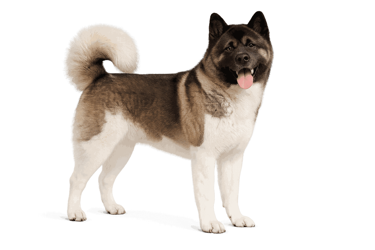 American Akita