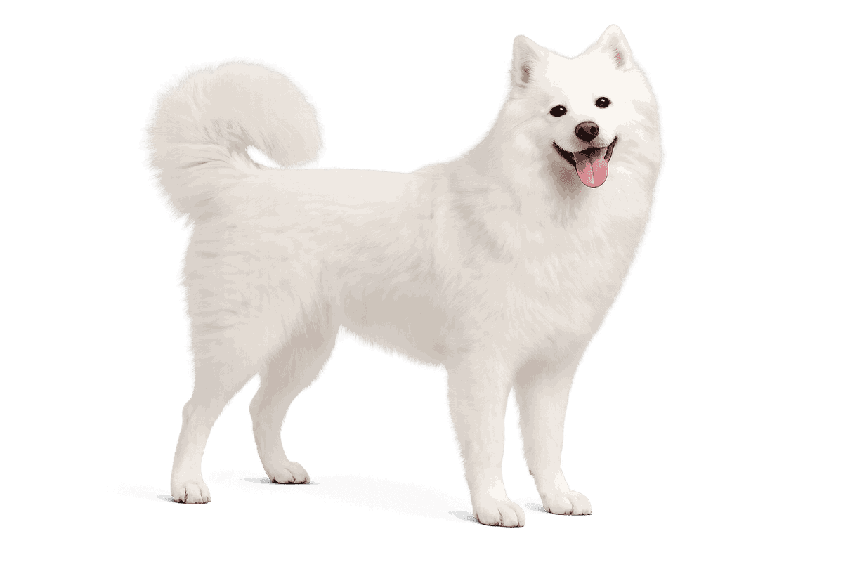 American Eskimo