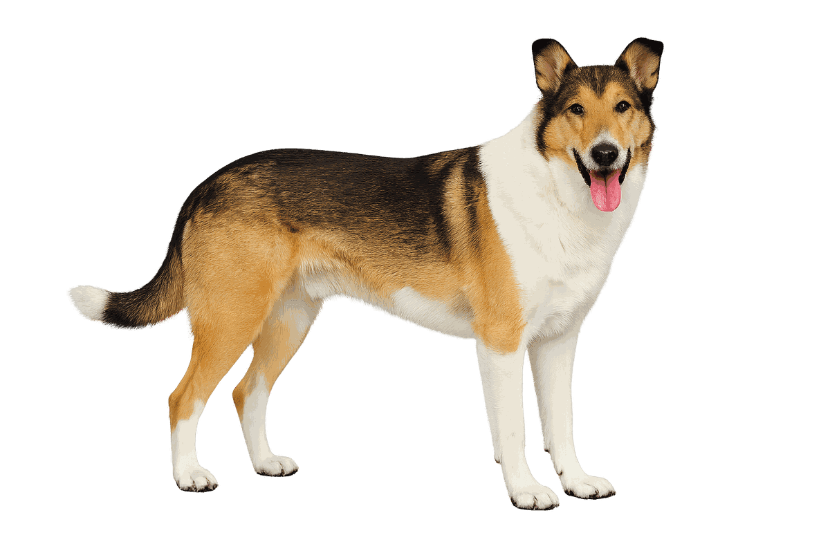 Collie Smooth