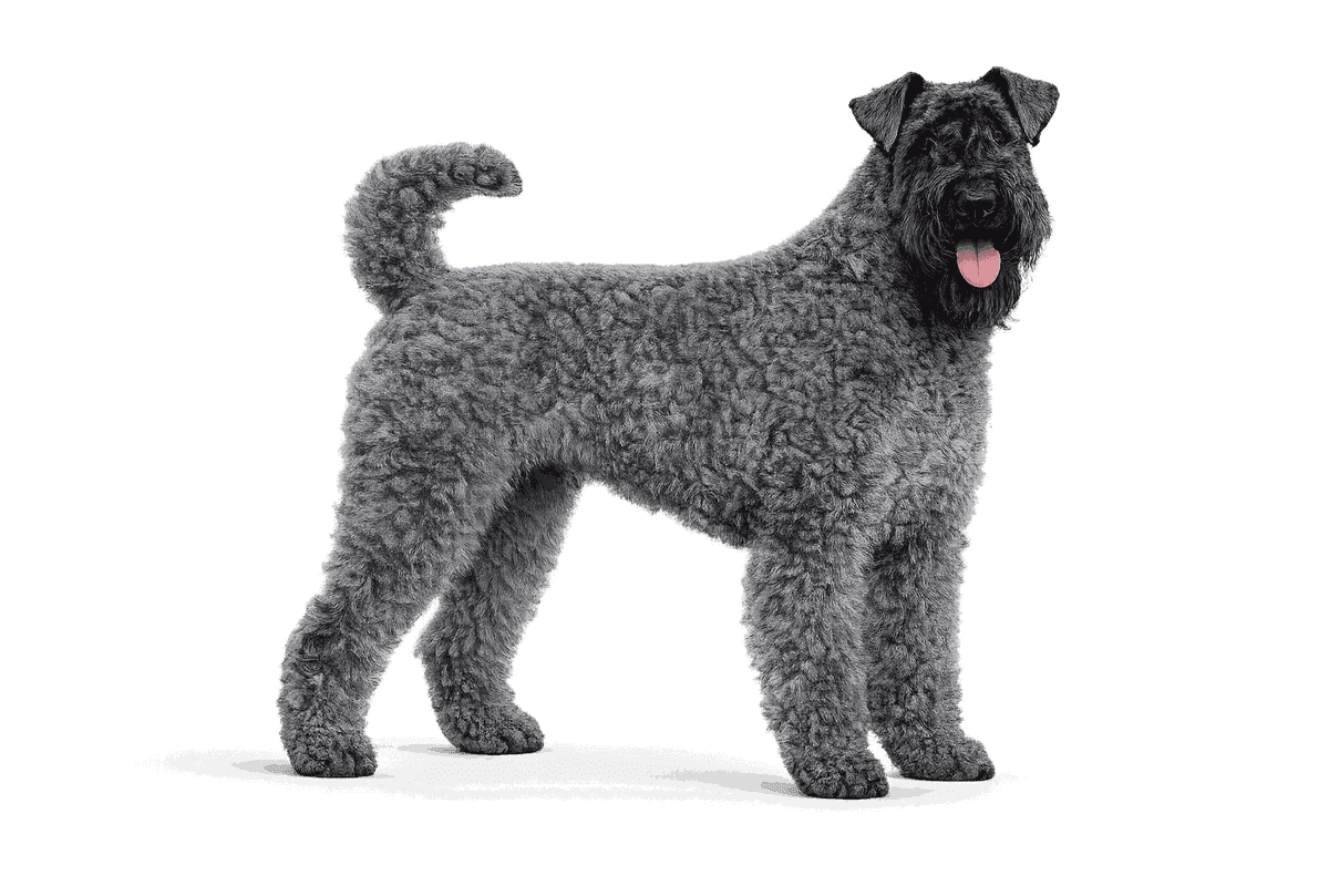 Kerry Blue Terrier