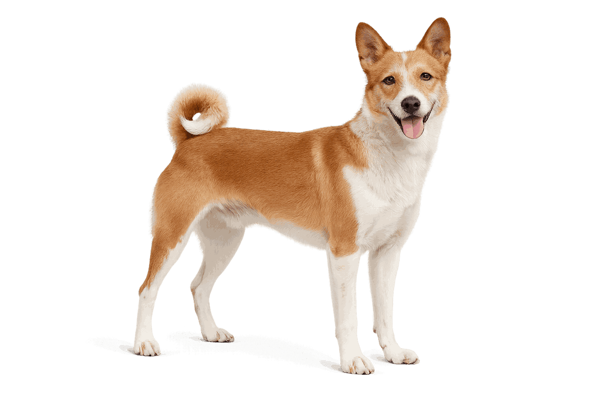 Portuguese Podengo
