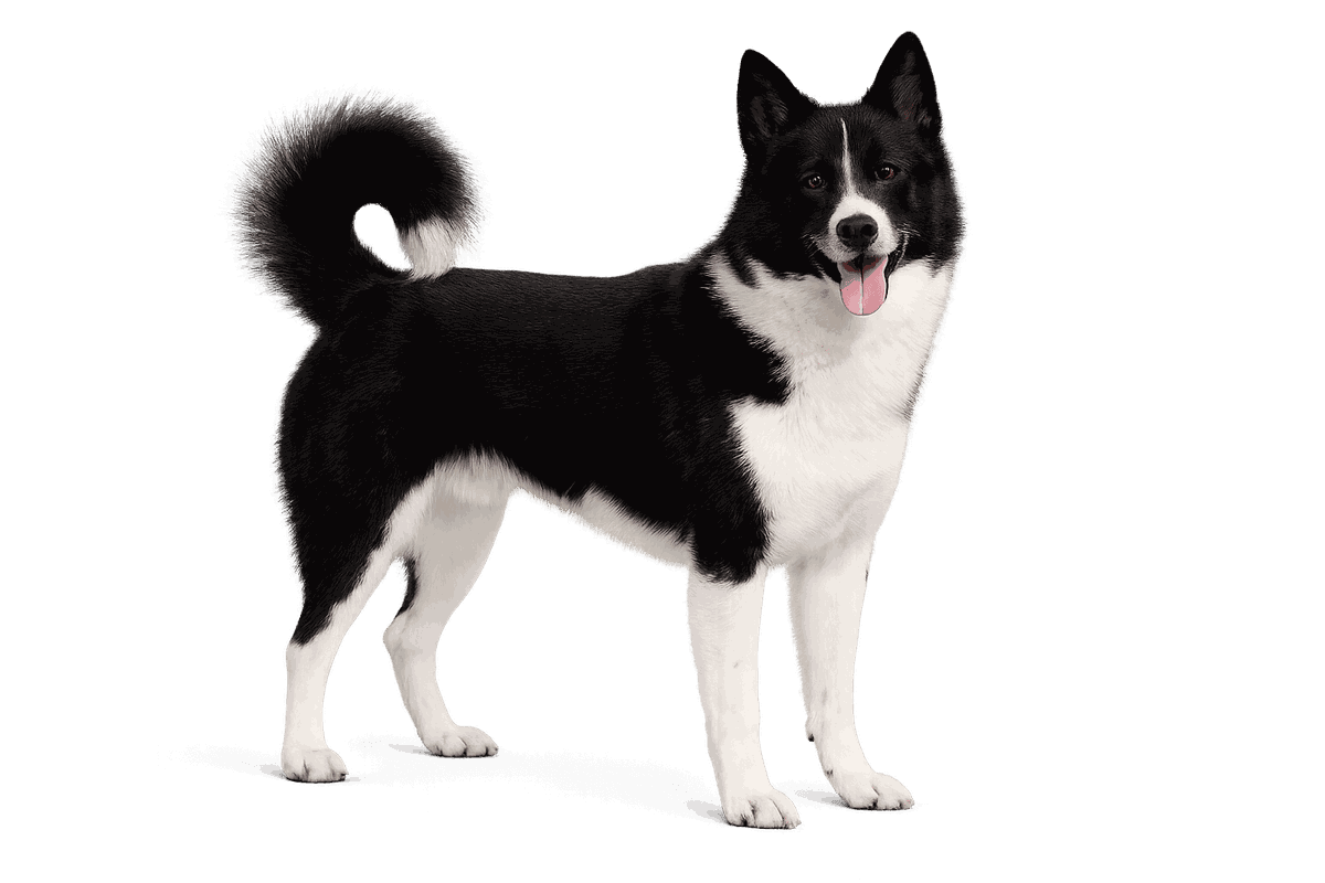 Russo-European Laika