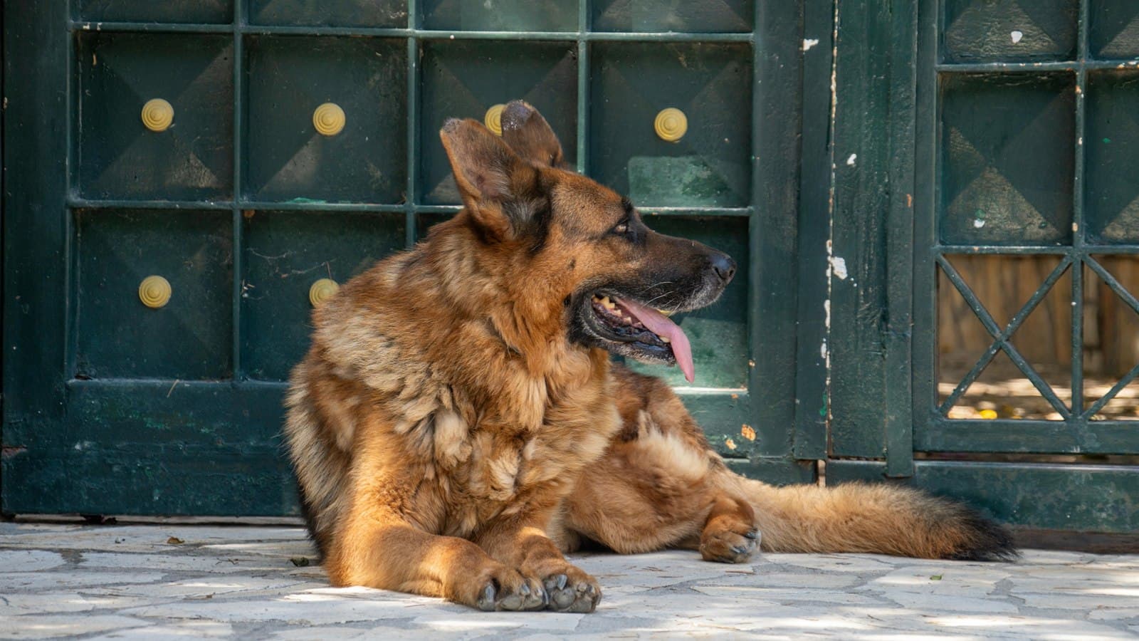 Dog Barks at the Doorbell: How to Build a Calmer Visitor Routine