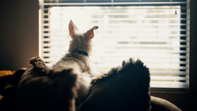 Dog Barks Out the Window: How to Stop the Watch-and-React Cycle
