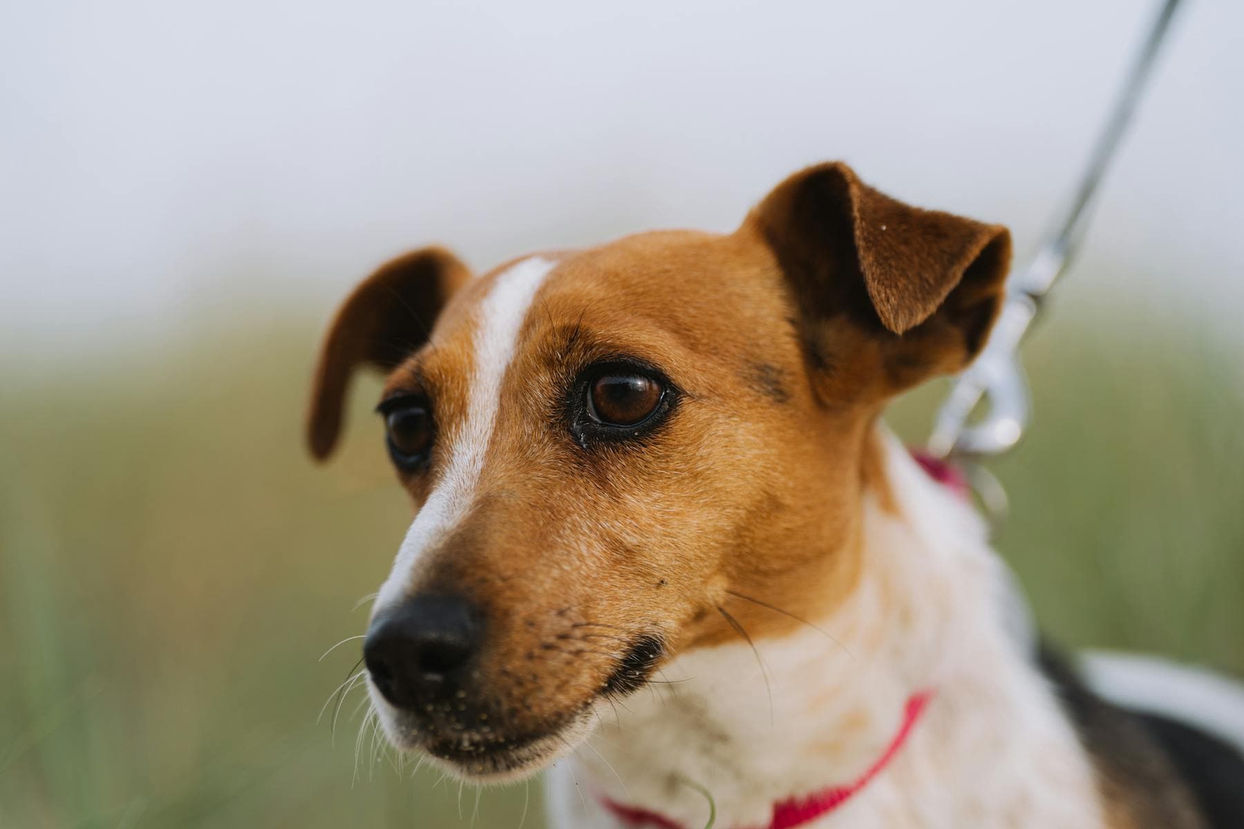 Dog Freezes on Walks: Why It Happens and How to Help