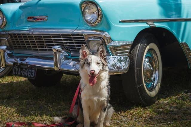 Dog Reacts to Cars on Walks: A Safer Training Plan for Traffic