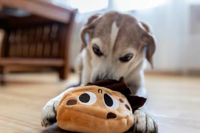 Rainy Day Dog Enrichment: Indoor Games for a Calmer Dog