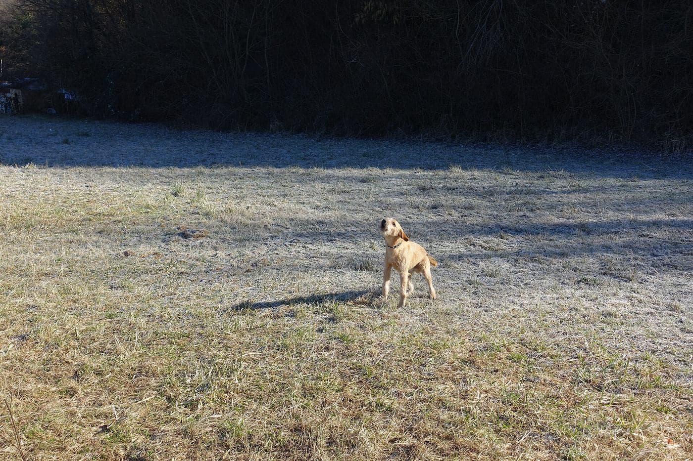 Reactive Dog Training: What to Do When Your Dog Barks, Lunges, or Freezes on Walks