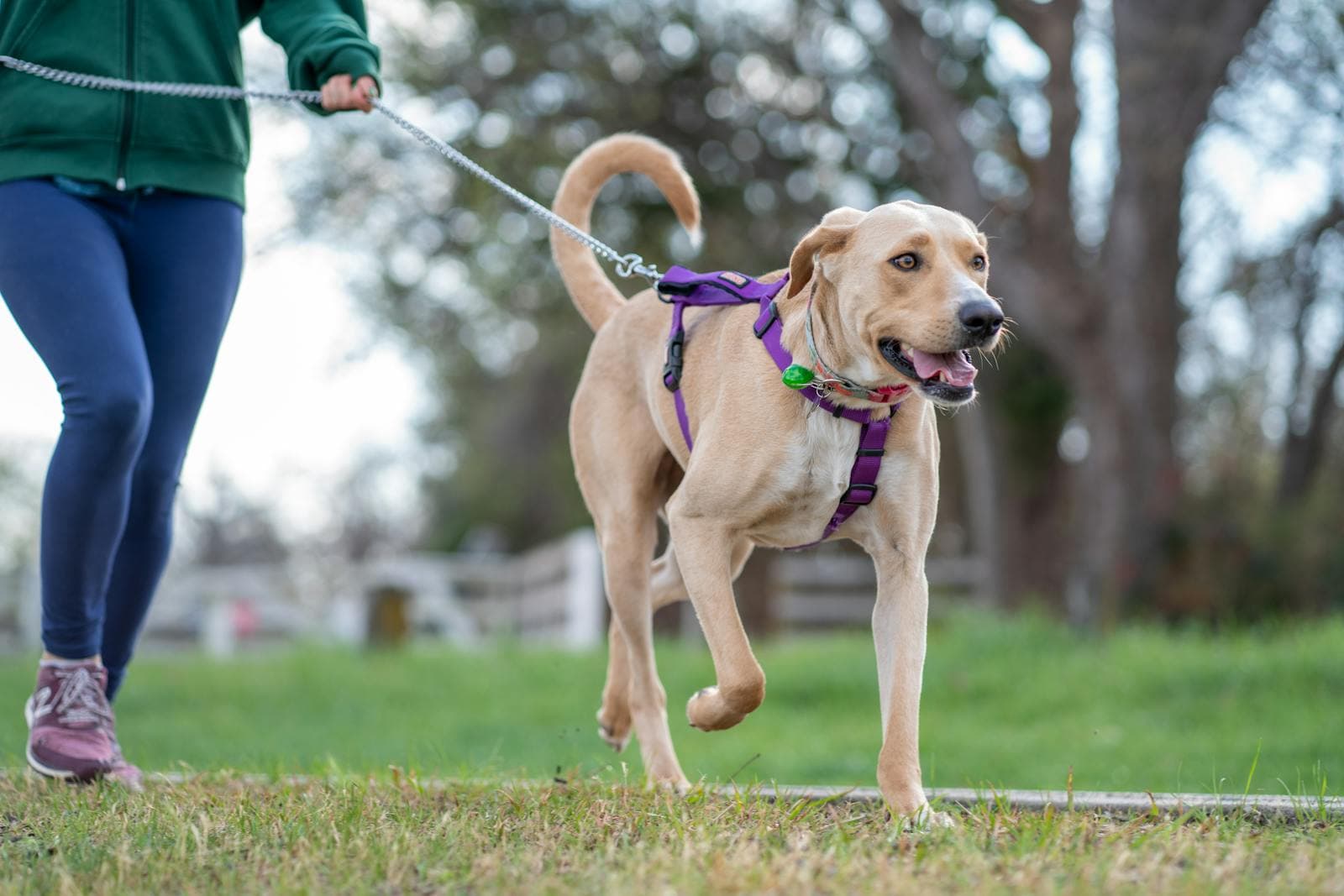 Reactive Dog Walking Guides