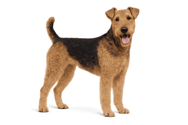 Airedale Terrier