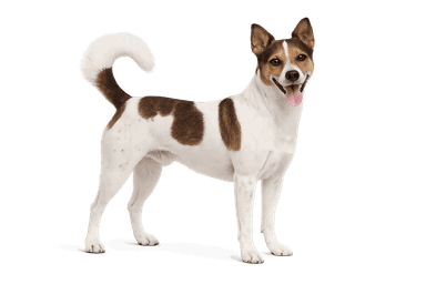 Andalusian Ratter