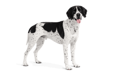 Auvergne Pointer