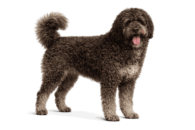 Barbet