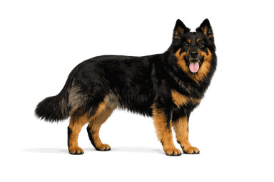 Bohemian Shepherd