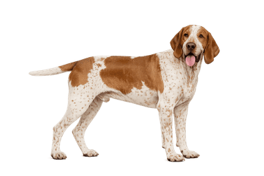 Bracco Italiano