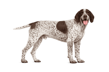 Burgos Pointer