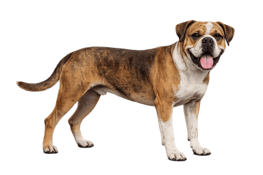 Continental Bulldog