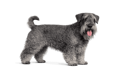 Czech Terrier