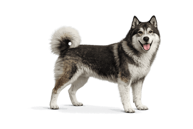 East Siberian Laika