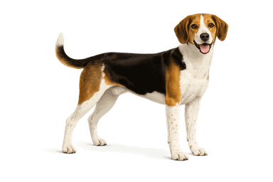 Estonian Hound