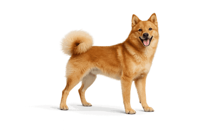 Finnish Spitz
