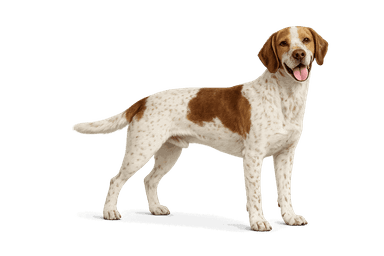 French Pointing Dog (Pyrenees)