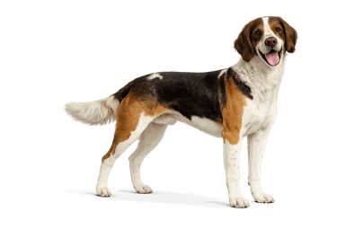 French Tricolour Hound