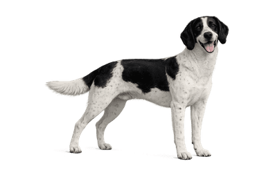 French White and Black Hound