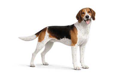 German Hound
