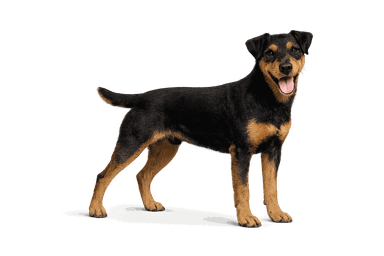 German Hunting Terrier