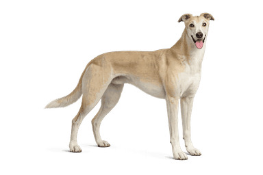 Greyhound