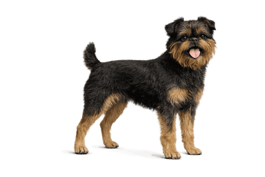 Griffon Belge