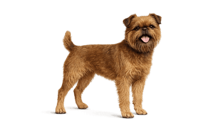Griffon Bruxellois