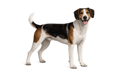 Halden Hound