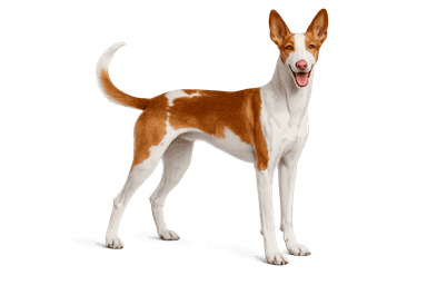 Ibizan Hound