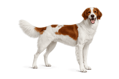Irish Red and White Setter