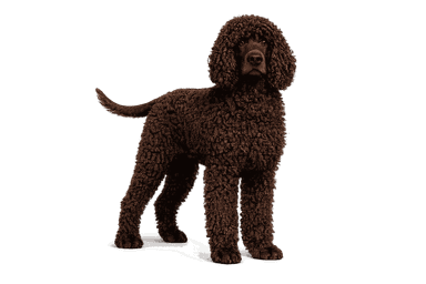 Irish Water Spaniel