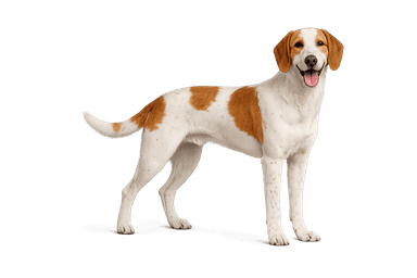 Istrian Shorthaired Hound