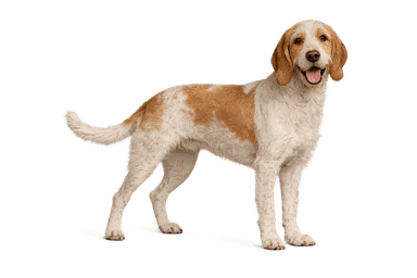 Italian Rough-Haired Hound