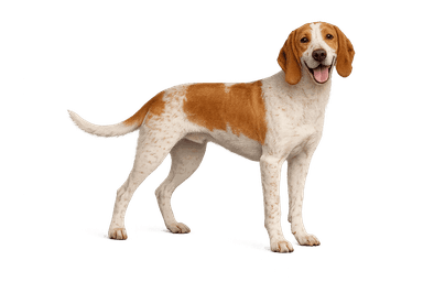 Italian Short-Haired Hound