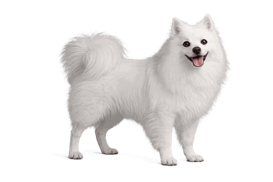 Japanese Spitz