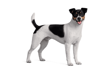 Japanese Terrier