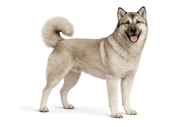 Kangal Shepherd