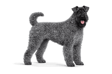 Kerry Blue Terrier