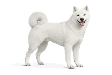 Kishu