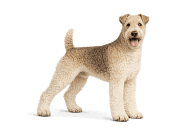 Lakeland Terrier