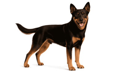 Lancashire Heeler