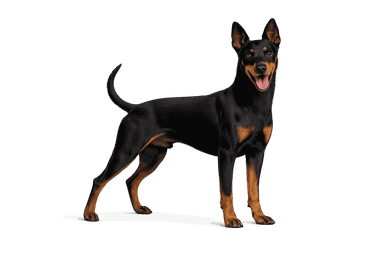 Manchester Terrier