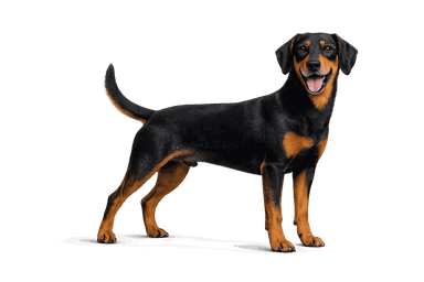 Montenegrin Mountain Hound