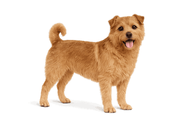 Norfolk Terrier